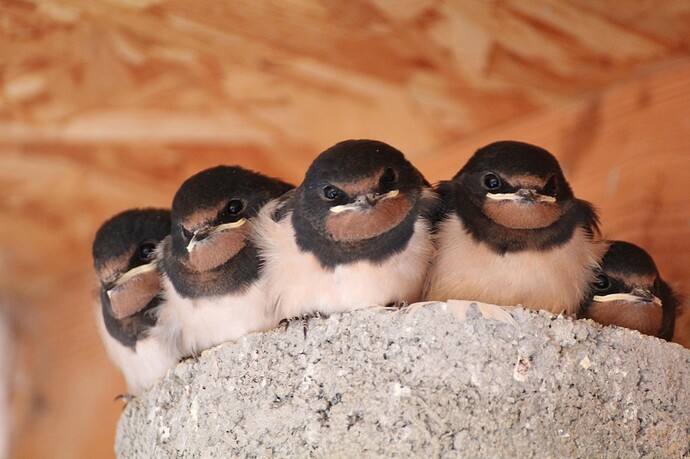 birds-6857990_1280