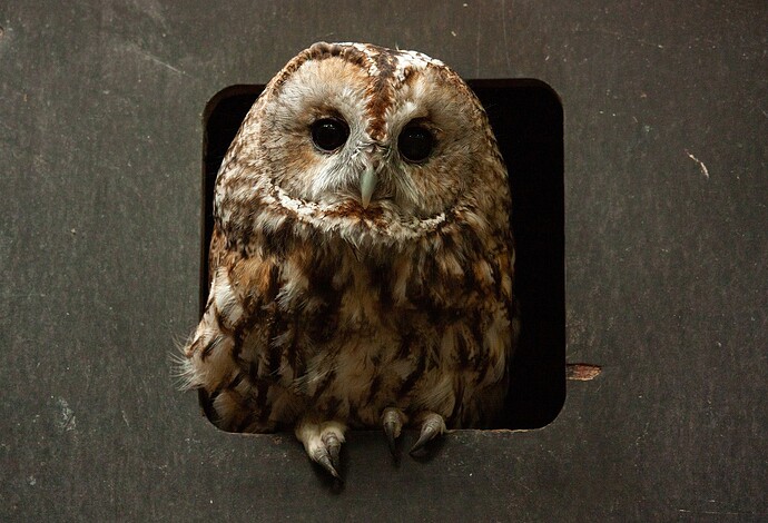 tawny-owl-7381635_1280