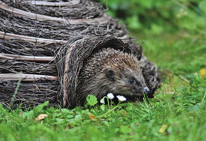 hedgehog-5385804_1280