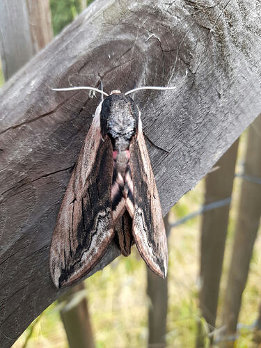 2ObI9GRkfHnC_m8DbInyqgSZ4QBUEMkrNTC7tMal3Pg